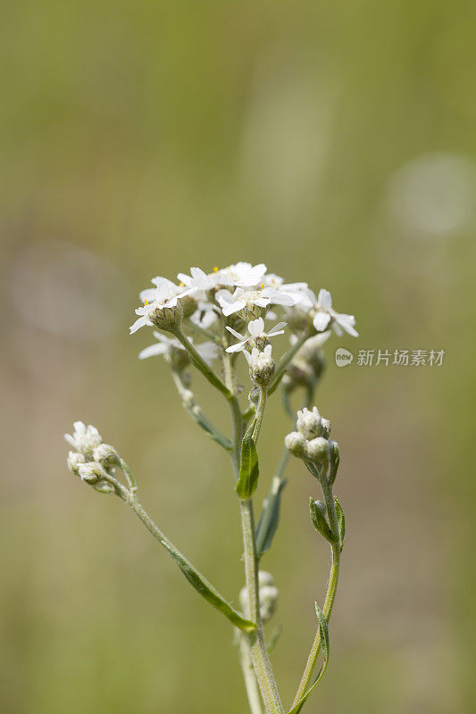 Sneezewort ptarmica耆()